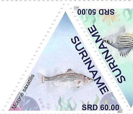 Morone saxatilis