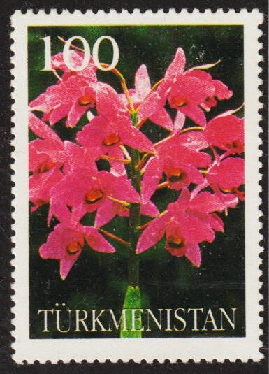 Orchid