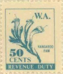 Kangaroo Paw