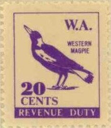Western Magpie
