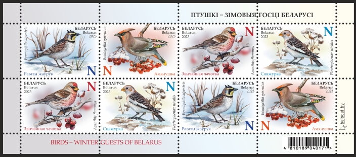 Birds – winter guests of Belarus
