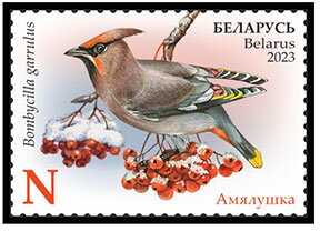 Bohemian Waxwing (Bombycilla garrulus)