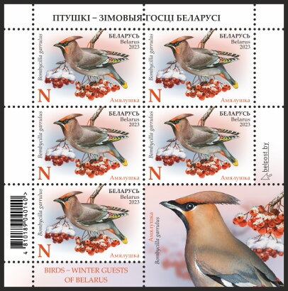 Bohemian Waxwing (Bombycilla garrulus)