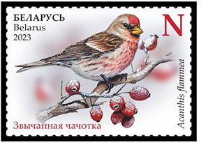 Common Redpoll (Acanthis flammea)