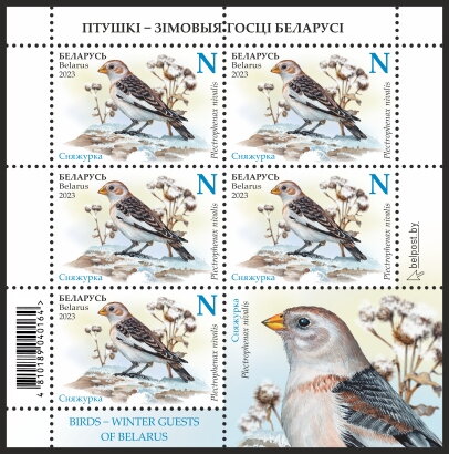 Snow Bunting (Plectrophenax nivalis)