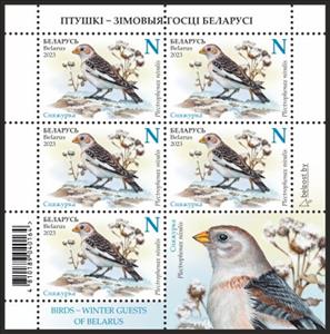 Full Pane, Snow Bunting (Plectrophenax nivalis), Belarus,  , Animals (Fauna), Birds, Plants (Flora)
