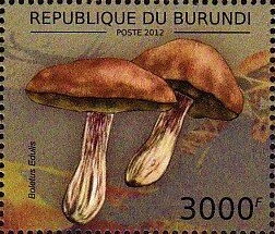 Boletus edulis