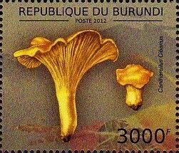 Cantharellus cibarius