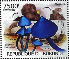 Entoloma Hochstetteri and Acid Rain