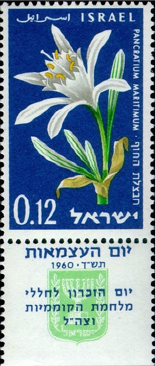 Sand Lilly