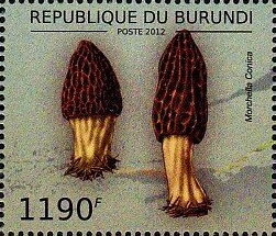 Morchella conica