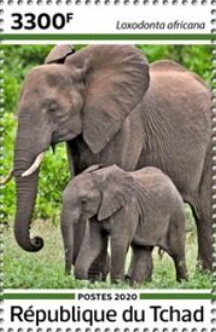 Loxodonta africana