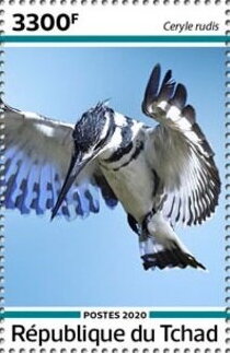 Pied Kingfisher (Ceryle rudis)