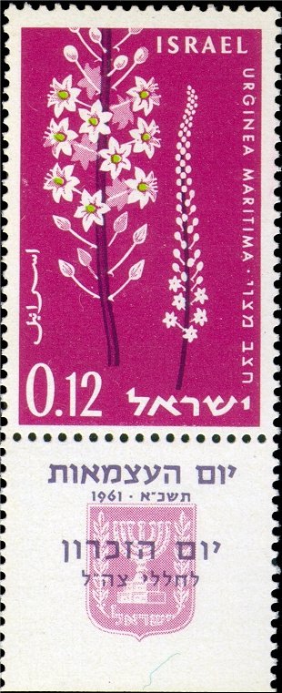 Urginea Maritima