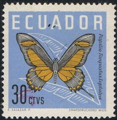 Torquatus Swallowtail (Papilio torquatus leptalea)