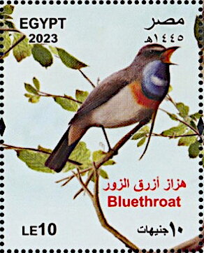 Bluethroat Luscinia svecica)