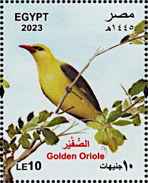 Golden Oriole (Oriolus oriolus)