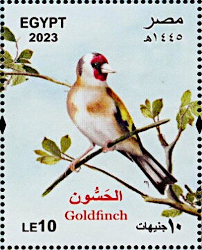 Goldfinch (Carduelis carduelis)