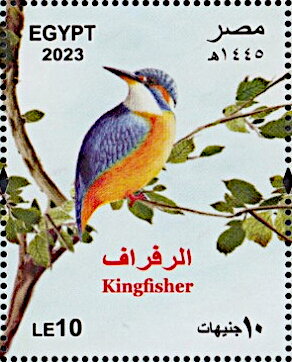 Kingfisher (Alcedo atthis)