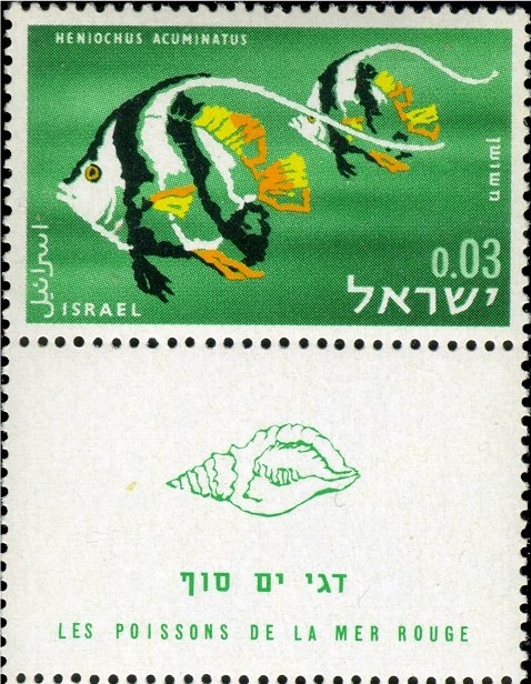 Pennat Coralfish (Heniochus acuminatus)