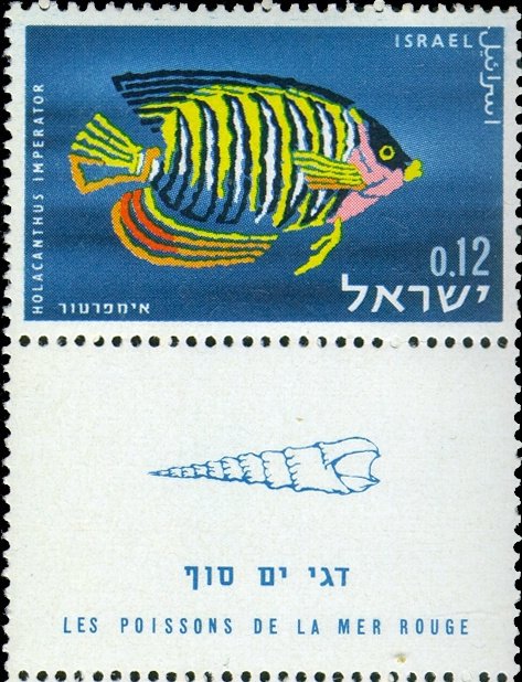 Royal Angelfish (Holocanthus imperator)