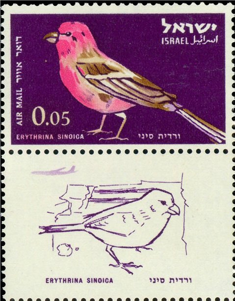 Sinai Rose Finch (Erythrina sinoica)