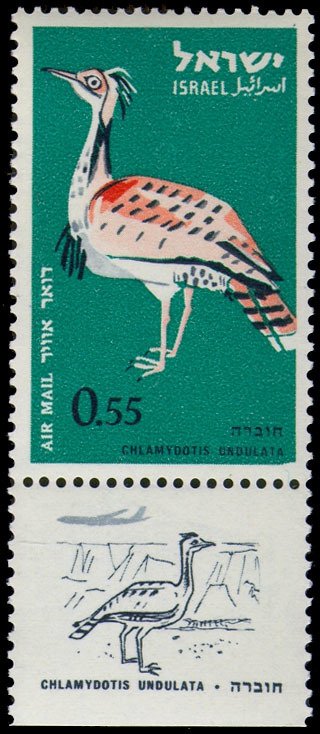 Houbara Bustard (Chlamydotis undulata)