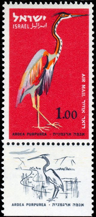 Purple Heron (Ardea purpurea)