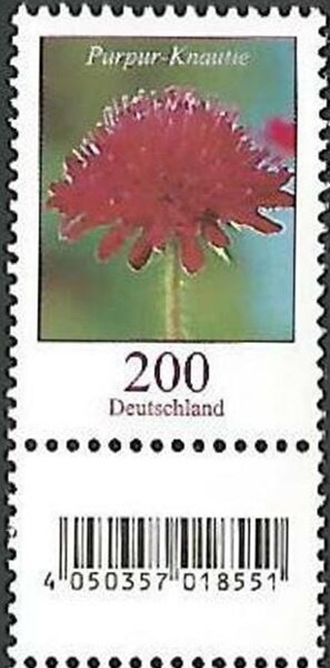 Purple Knautia (Knautia purpurea)