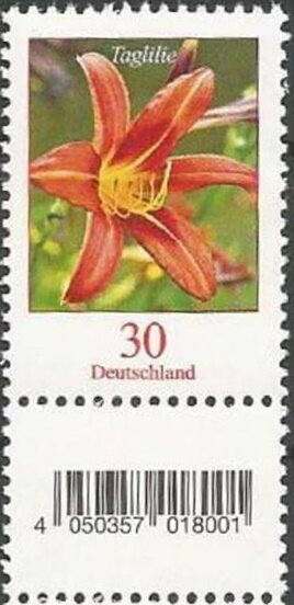 Tiger Daylily (Hemerocallis fulva)