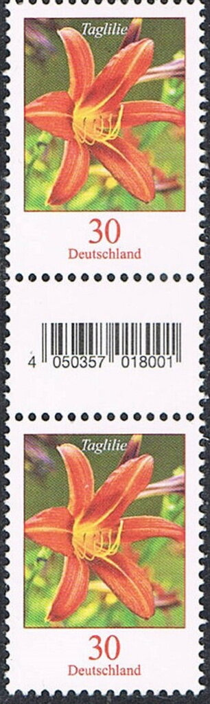Tiger Daylily (Hemerocallis fulva)