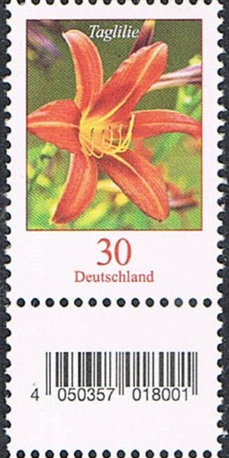 Tiger Daylily (Hemerocallis fulva)