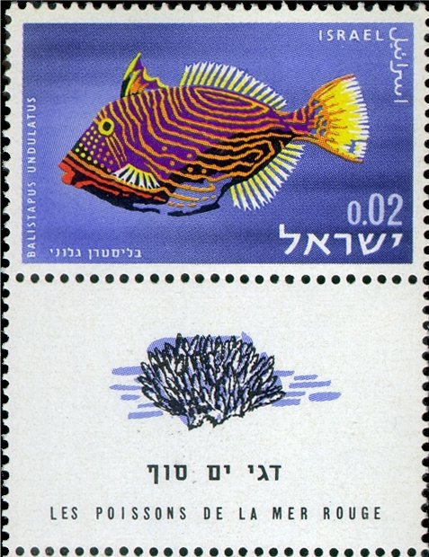 Orange-lined Triggerfish (Balistapus undulatus)