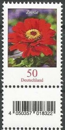 Zinnia