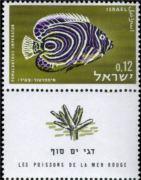 Emperor Angelfish (Pomacanthus imperator)