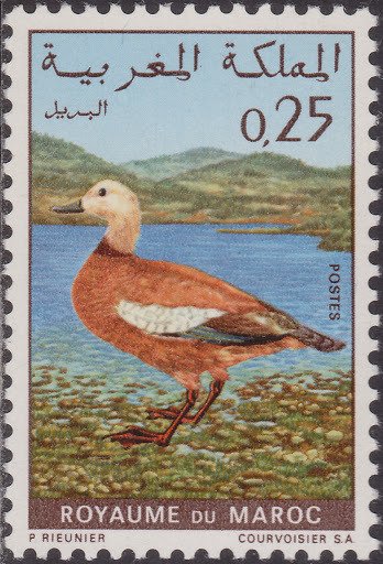 Ruddy Shelduck (Tadorna ferruginea)