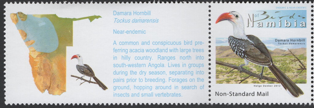 Damara Hornbill (Tockus damarensis) with label