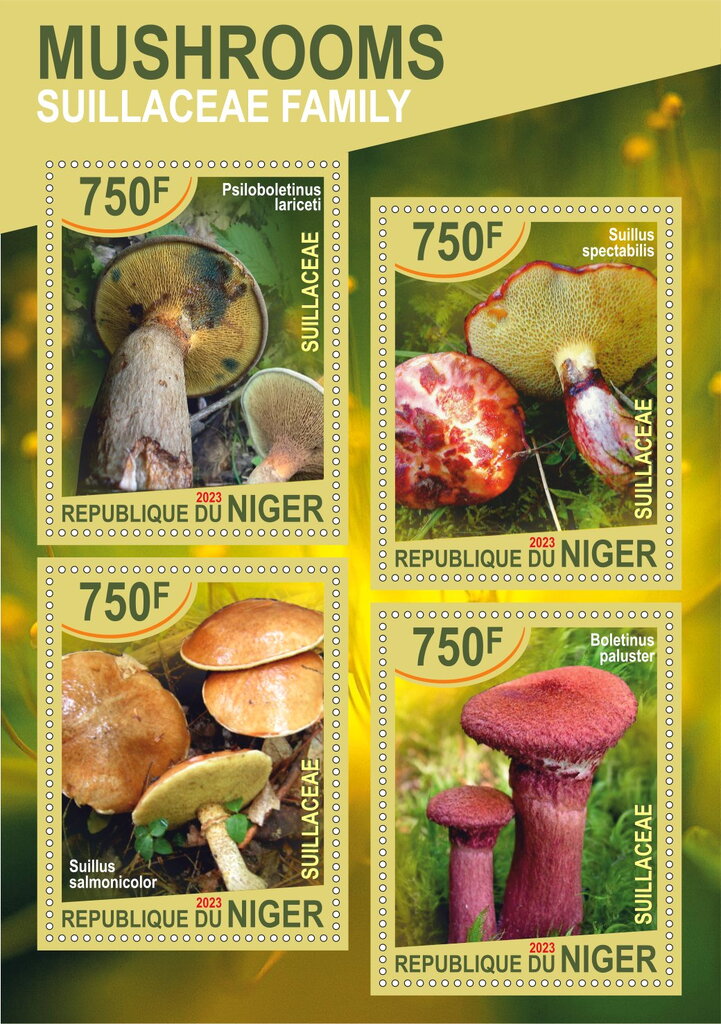 Mushrooms Suillaceae Family