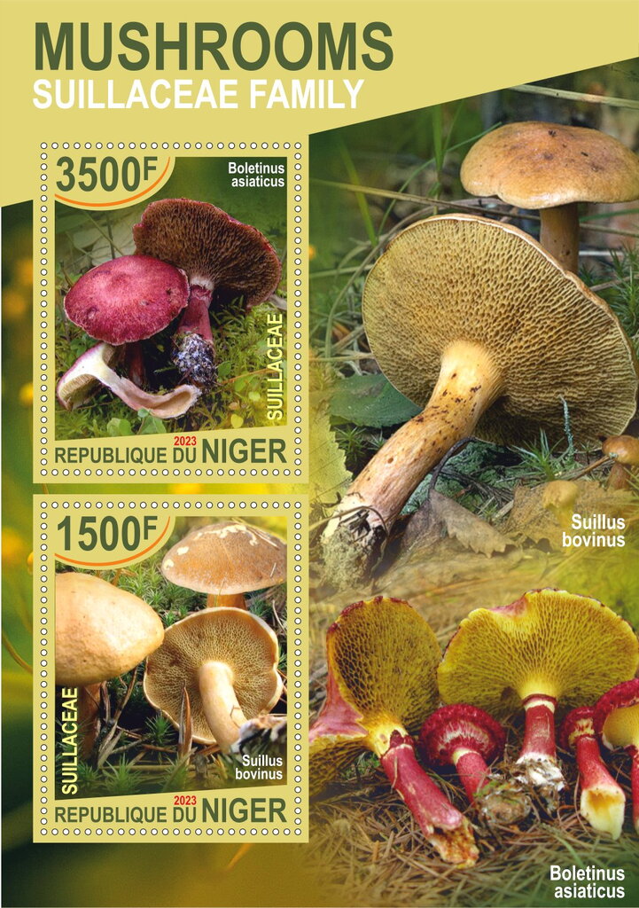 Mushrooms Suillaceae Family