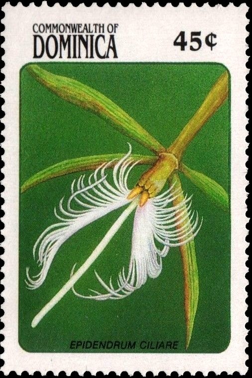 Epidendrum Ciliare