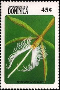Stamp, Epidendrum Ciliare, Dominica,  , Orchids