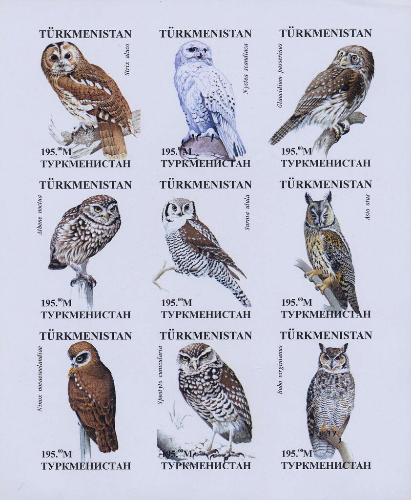 Owls
