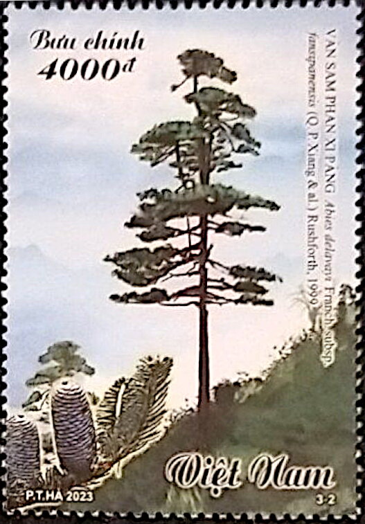 Abies delavayi