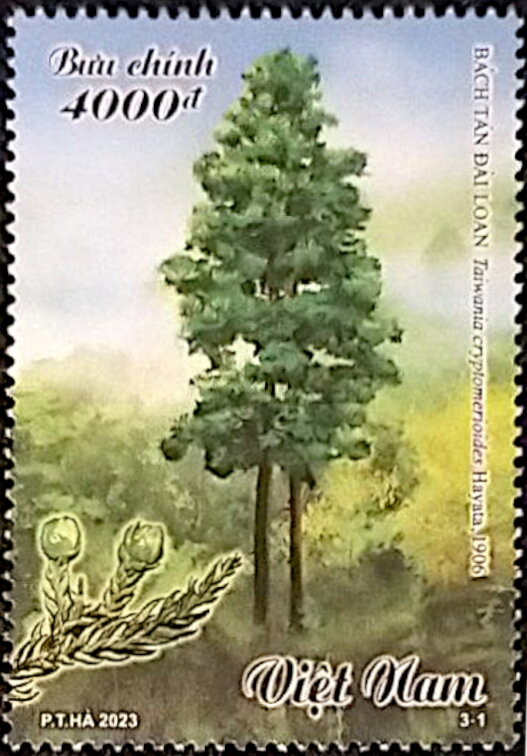 Taiwania cryptomerioides