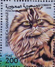 Persian Brown Cat