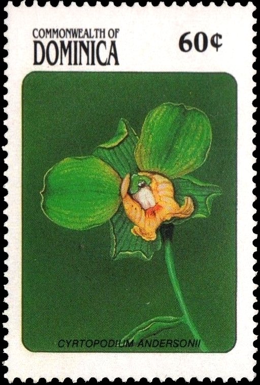 Cyrtopodium Andersonil