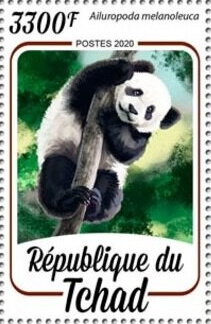 Ailuropoda melanoleuca