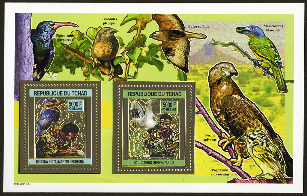 Scouts and Birds
