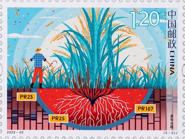 Perrenial Rice Plants
