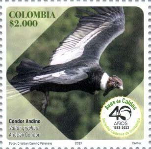 Andean Condor (Vultur gryphus)